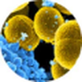 Bacteria under a microscope